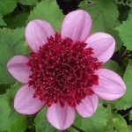 sensational dahlia