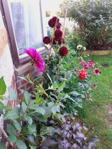 sensational dahlias