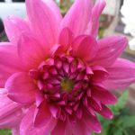 multi petal sensational dahlia