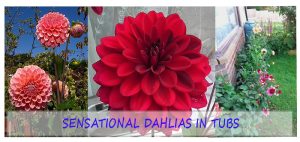 Sensational dahlias in tubs