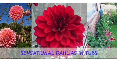 Sensational dahlias in tubs