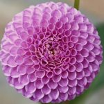 pompom sensational dahlia