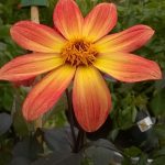 single dahlia